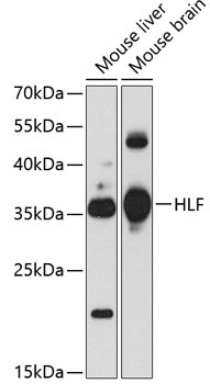 HLF Antibody
