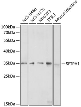SFTPA1 Antibody