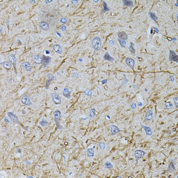 SLC32A1 Antibody