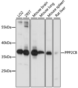 PPP2CB Antibody