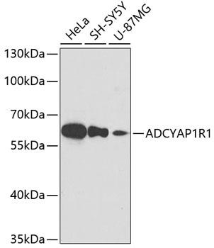 ADCYAP1R1 Antibody