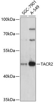 TACR2 Antibody
