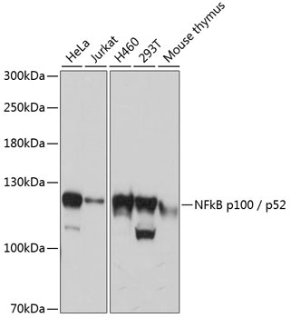 NFKB2 Antibody