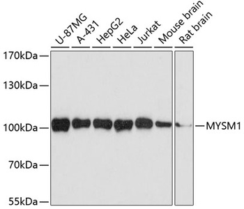 MYSM1 Antibody