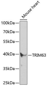TRIM63 Antibody