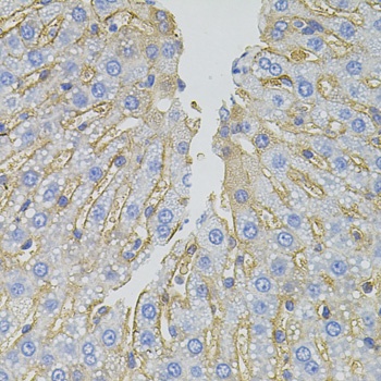 SLC1A4 Antibody