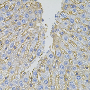 SLC1A4 Antibody