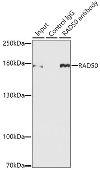RAD50 Antibody