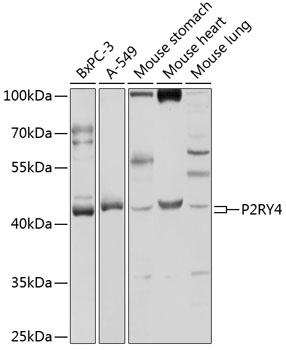 P2RY4 Antibody