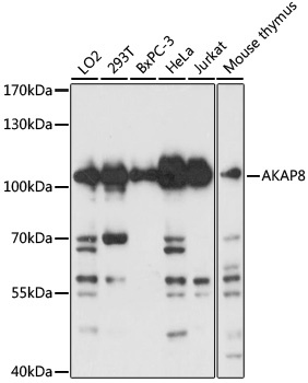 AKAP8 Antibody