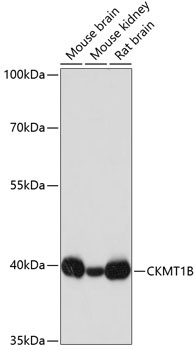 CKMT1B Antibody