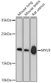 MYL9 Antibody