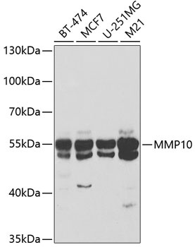 MMP10 Antibody