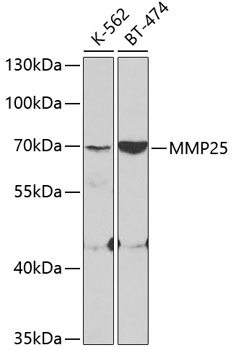 MMP25 Antibody