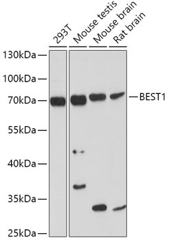 BEST1 Antibody