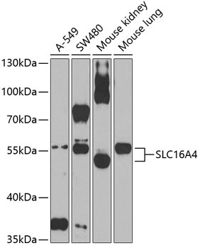 SLC16A4 Antibody