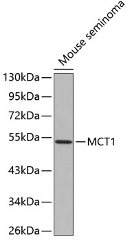 SLC16A1 Antibody