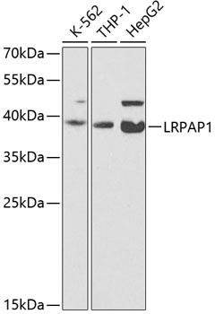 LRPAP1 Antibody