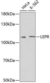 LEPR Antibody