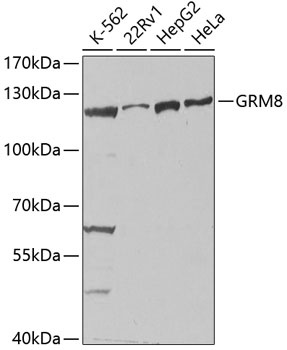 GRM8 Antibody