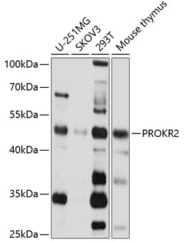 PROKR2 Antibody