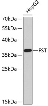 FST Antibody