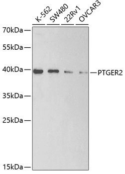 PTGER2 Antibody