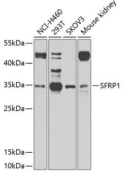 SFRP1 Antibody