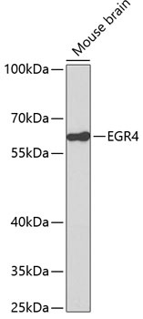 EGR4 Antibody