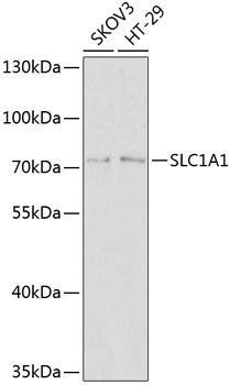 SLC1A1 Antibody