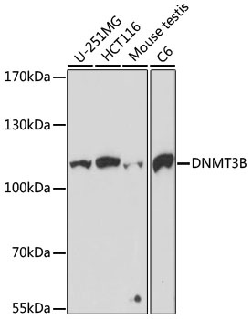 DNMT3B Antibody