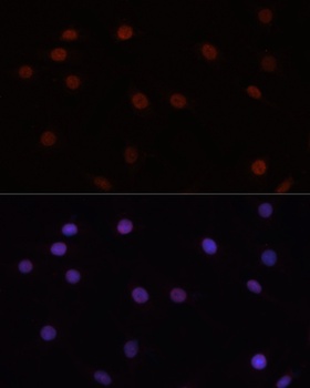 DNMT3B Antibody