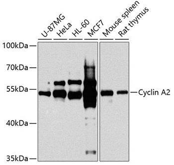 Cyclin A2 Antibody