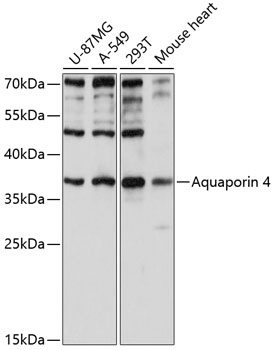 AQP4 Antibody