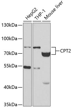 CPT2 Antibody