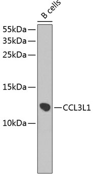 CCL3L1 Antibody