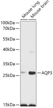 AQP3 Antibody