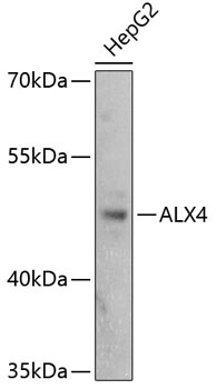 ALX4 Antibody
