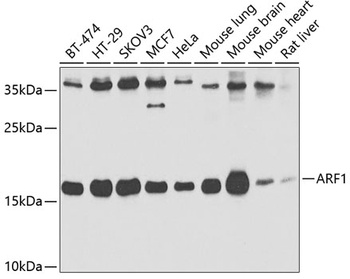 ARF1 Antibody