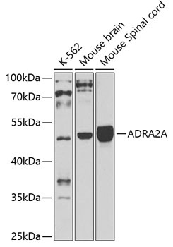 ADRA2A Antibody