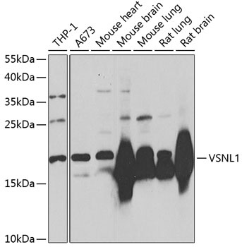 VSNL1 Antibody