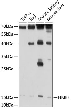 NME3 Antibody