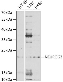 NEUROG3 Antibody