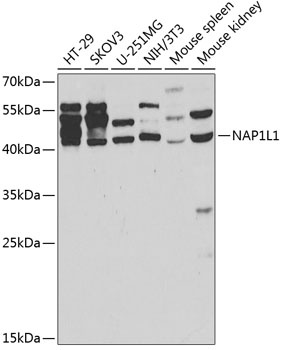 NAP1L1 Antibody
