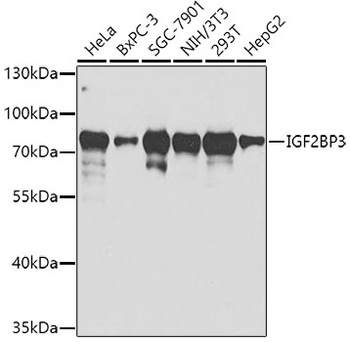 IGF2BP3 Antibody