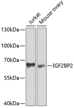 IGF2BP2 Antibody