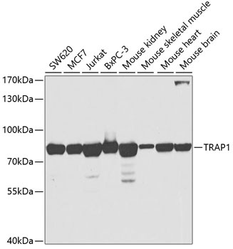 TRAP1 Antibody