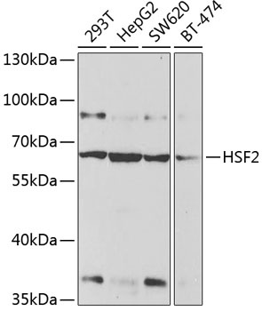 HSF2 Antibody