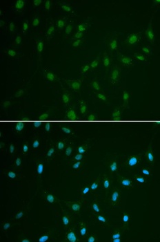 HSF2 Antibody