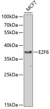 E2F6 Antibody